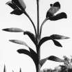 Detail of iron tulip finial.