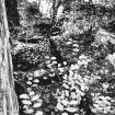 View of remains of wheel and lade from N.