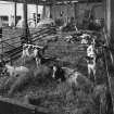 Interior: View of covered courtyard cattle shed from NW