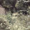 Detail of the 'Wild Garden' in the old walled garden.