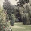 General view of garden showing effective mix of textural qualities in the tree planting.