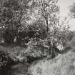 View of North West Bridge (overgrown)