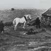Horse Gang, Conisby, Islay.
View of horse gand at work.