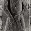 Kilberry, carved-stone shelter.
General view of West Highland effigy of a knight.