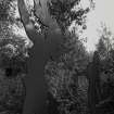 Detail of 'Apollo and Daphne' in N garden