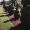 Detail of topiary.