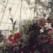Detail of conservatory flower display.