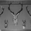 Interior. Ground floor detail of stags heads in the dining room