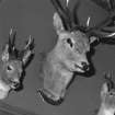 Interior. Ground floor detail of stags heads in the sitting room