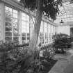 Conservatory, view of interior from East