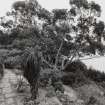 View in gardens the rock garden