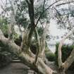 View in gardens the rock garden