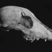 Publication photograph : Illustration 13a - dog skull showing impact of fatal blows. (PSAS 1994)