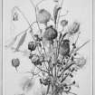 Photographic copy of watercolour from The Flowers of the Year (November) by Mrs Cameron Kay.
