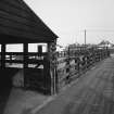 View of cattle pens from W.