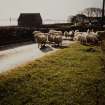 Iona, general.
General view of flock of sheep road near St Oran's Chapel.