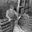Interior: Mr John Lorimer feeding cattle in byre