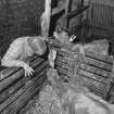 Interior: Mr John Lorimer feeding cattle in byre