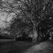 View of trees and driveway in the grounds of St Germains House.