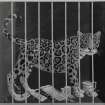 Inner Hall, detail of painted fireboard of a caged leopard by C E Brett.
