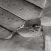 Dunderave Castle, interior
Detail of corbel on main stair