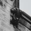 Wallhead gargoyle. Detail